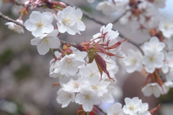 南禅寺1小