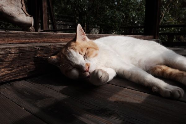 京都御宛猫1小