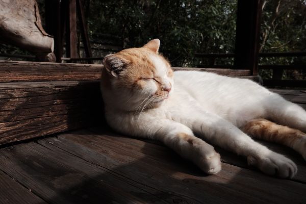 京都御宛猫2小